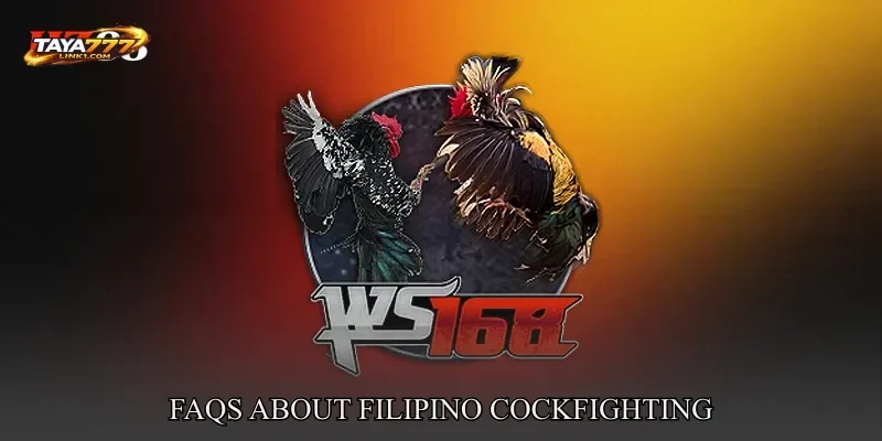 FAQs About Filipino Cockfighting