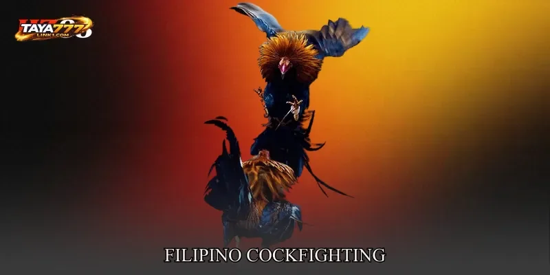 Filipino Cockfighting