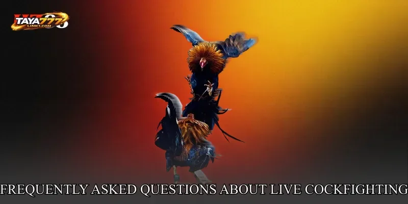 Frequently Asked Questions About Live Cockfighting