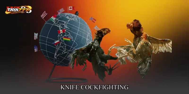 Knife Cockfighting