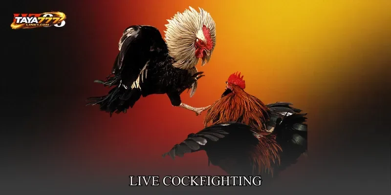 Live Cockfighting