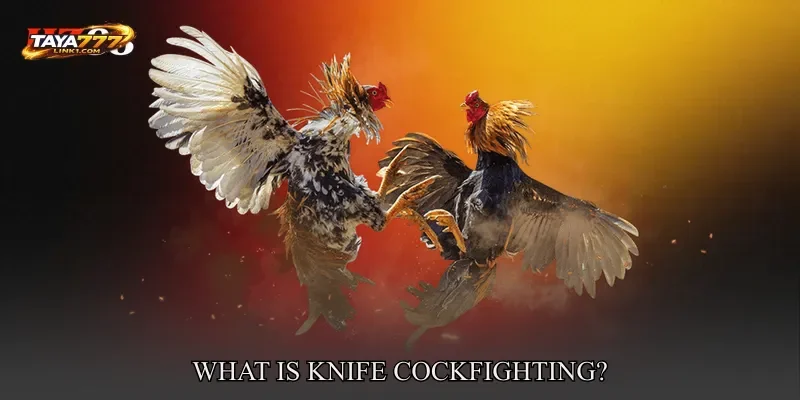 What is Knife Cockfighting?
